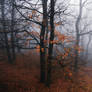 Winter fog in the forest III