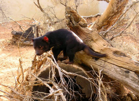 tazmanian devil