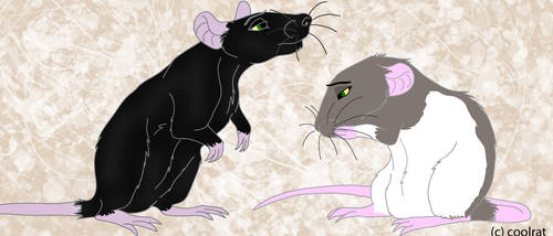 my rats by coolrat