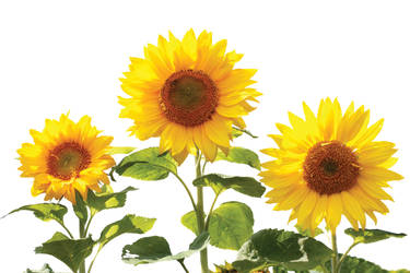 SunflowersNoBG