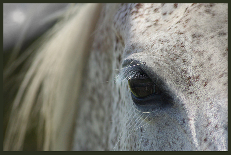 Cemetery Horse