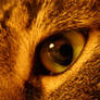 Cat's eye