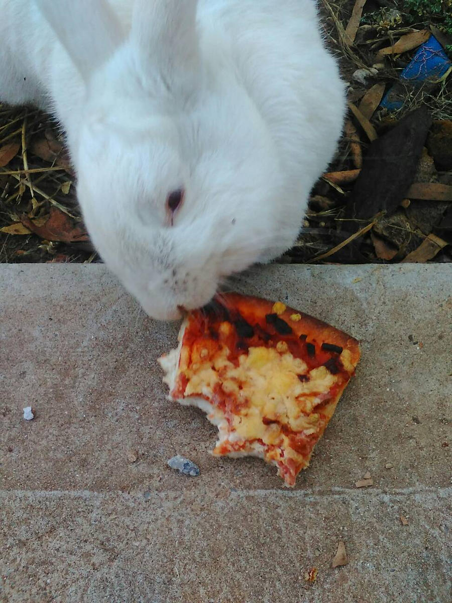 Pizza Hut Rabbit Rabbit stole my pizza by Hollowed-Hartlocke on DeviantArt