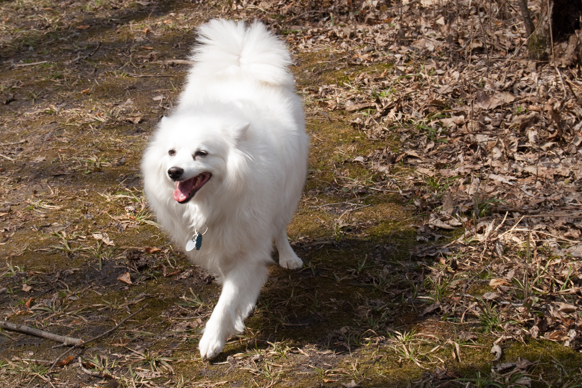 Puppy in the Woods