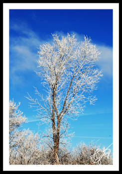 White Forest - Tree