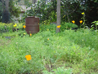 field of grass and poppies