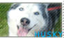 Husky Stamp