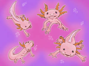 Axolotl