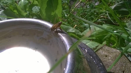 Even bees are thirsty