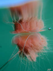 another picture ofthejellyfish