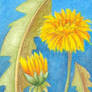 Dandelion