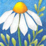 Chamomile