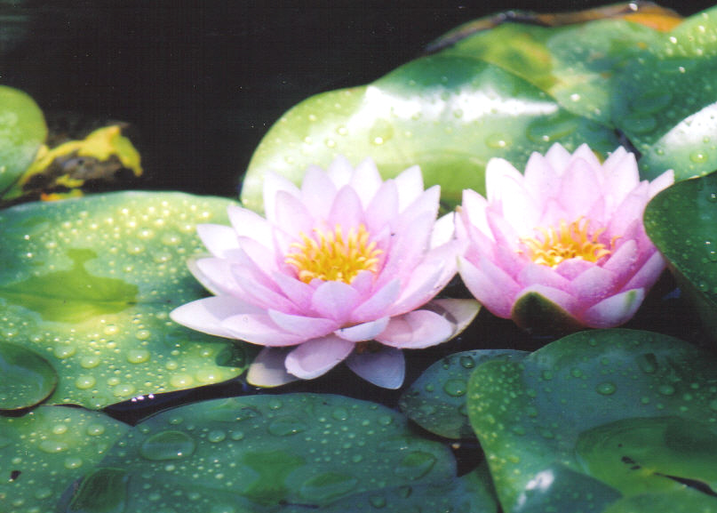 Water Lillies 2