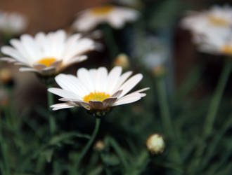 daisies.