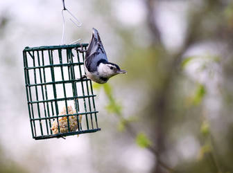 Hungry Bird