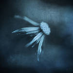 Fin de saison by natdia