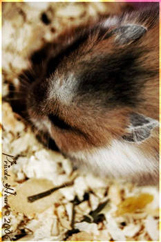 .:: Cappuccino the Hamster ::.