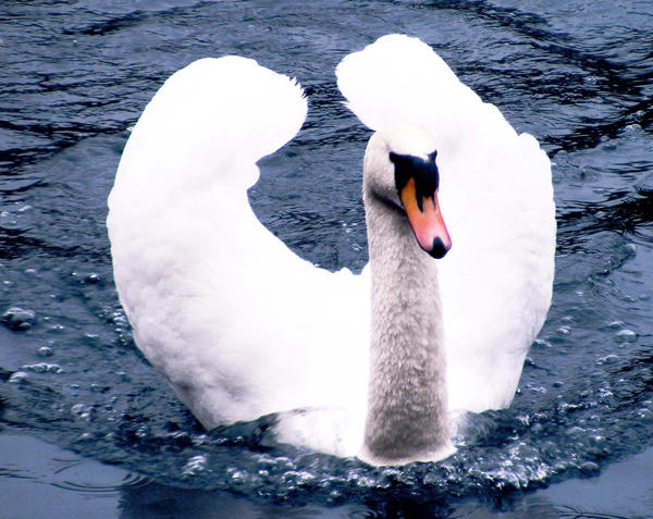 Swan Python Swan2 by scoobyjayne89 on DeviantArt