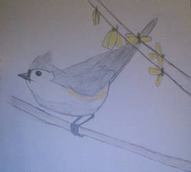 Tufted Titmouse 2