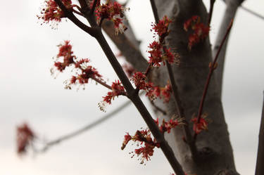 Blossoms