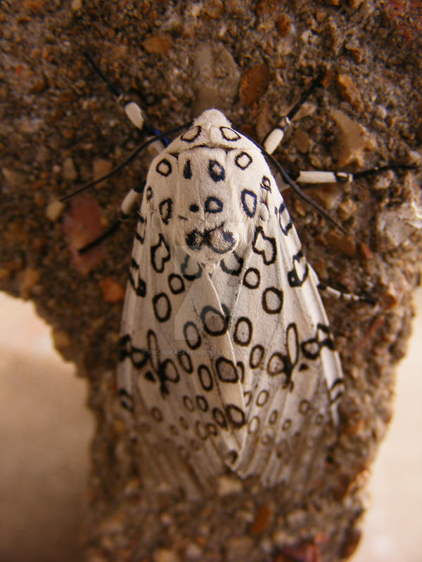 President Moth Giant Leopard Moth 2 by fourdeadpresidents on DeviantArt