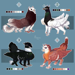 [Sold] Griffin pigeon Auctions