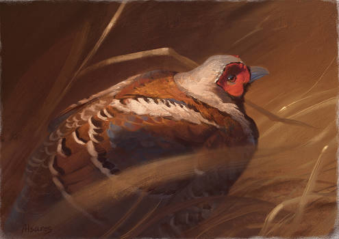 Elliot's pheasant