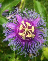 Photography: Flower 14 (Passion Flower)