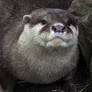 grumpy otterface.