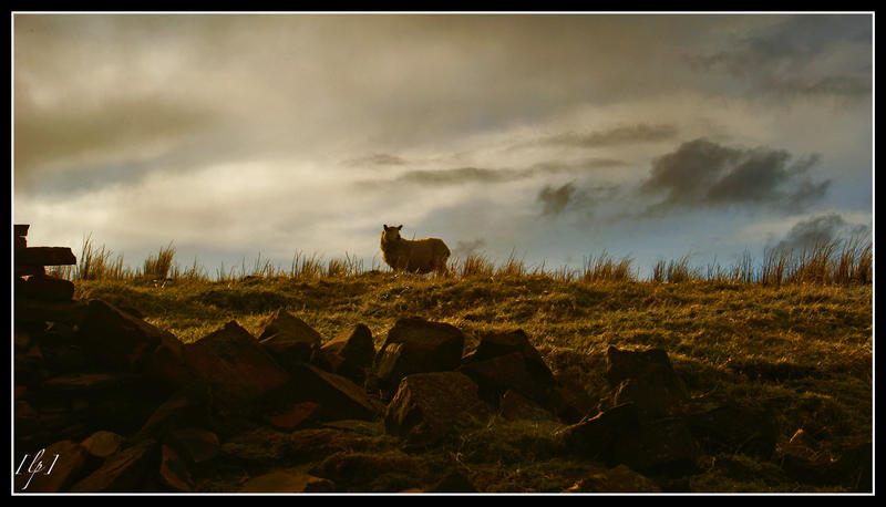 Moorland Watch