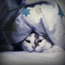 Cat under sheets