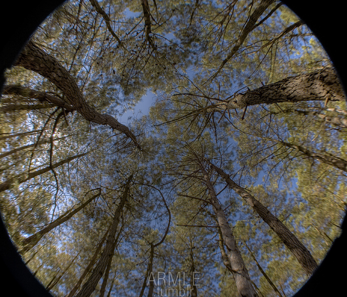 Fisheye Trees