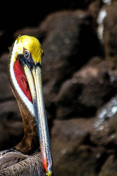 Pelican