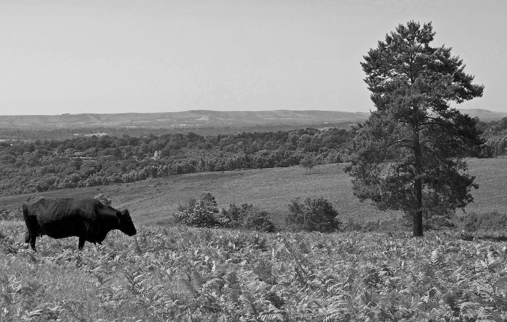 view of cow and tree