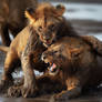 Lion Cubs Playing 17