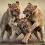 Lion Cubs Playing 13