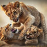 Lion Cubs Playing 07