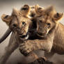 Lion Cubs Playing 01