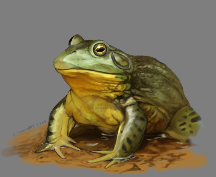 BullFrog Stream Doodle by Alissa1010 on DeviantArt