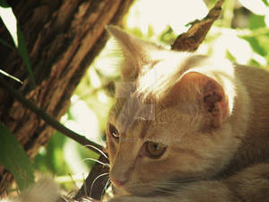 Taliesin at rest.