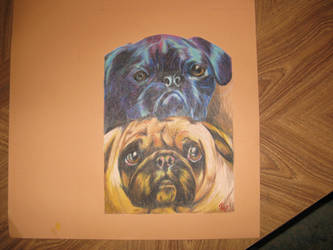 pugs