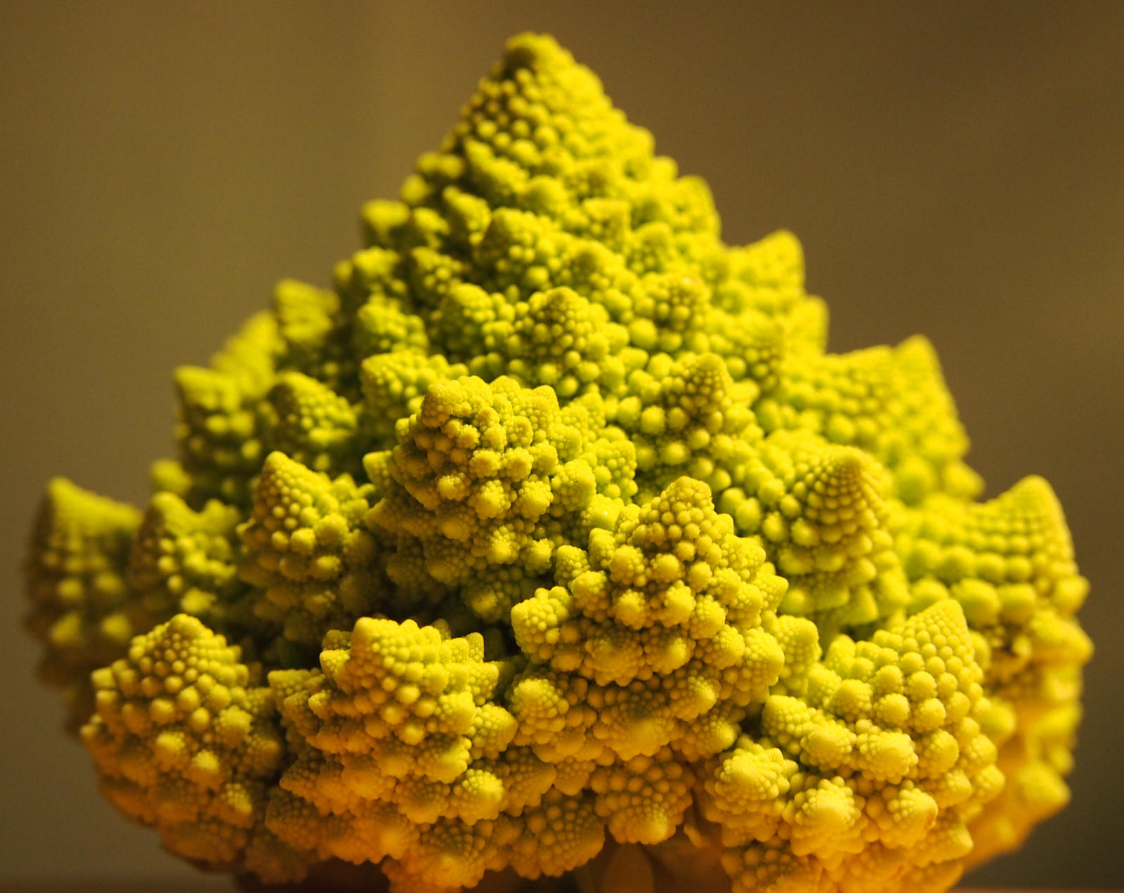 Romanesco Broccoli