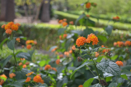 Orange Flowers