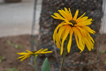 Yellow Flowers