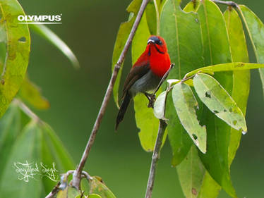 Fiery Minivet