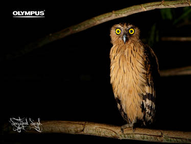 Buffy Fish-owl