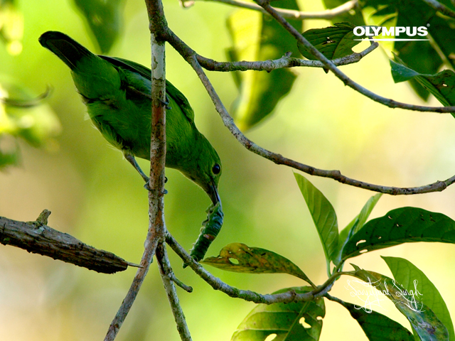 P4209318_Lesser Green Leafbird