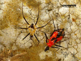 Assassin Bug