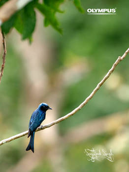 P4220634_Bronzed Drongo