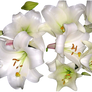 white dragon lillies